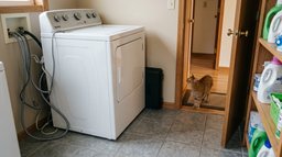 Piège à rat sans risque pour un chat à Écully